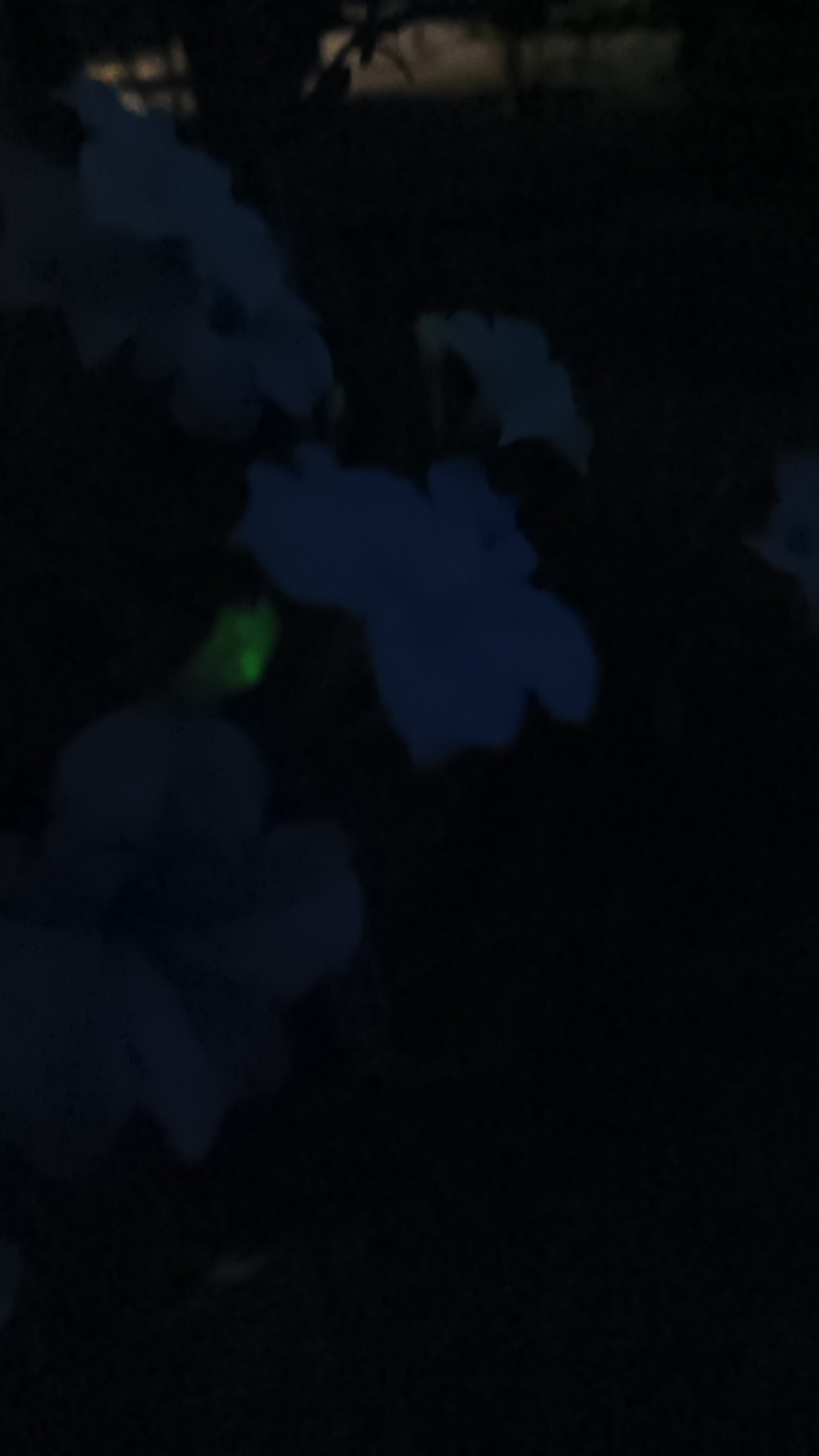 20250801_061237.jpg