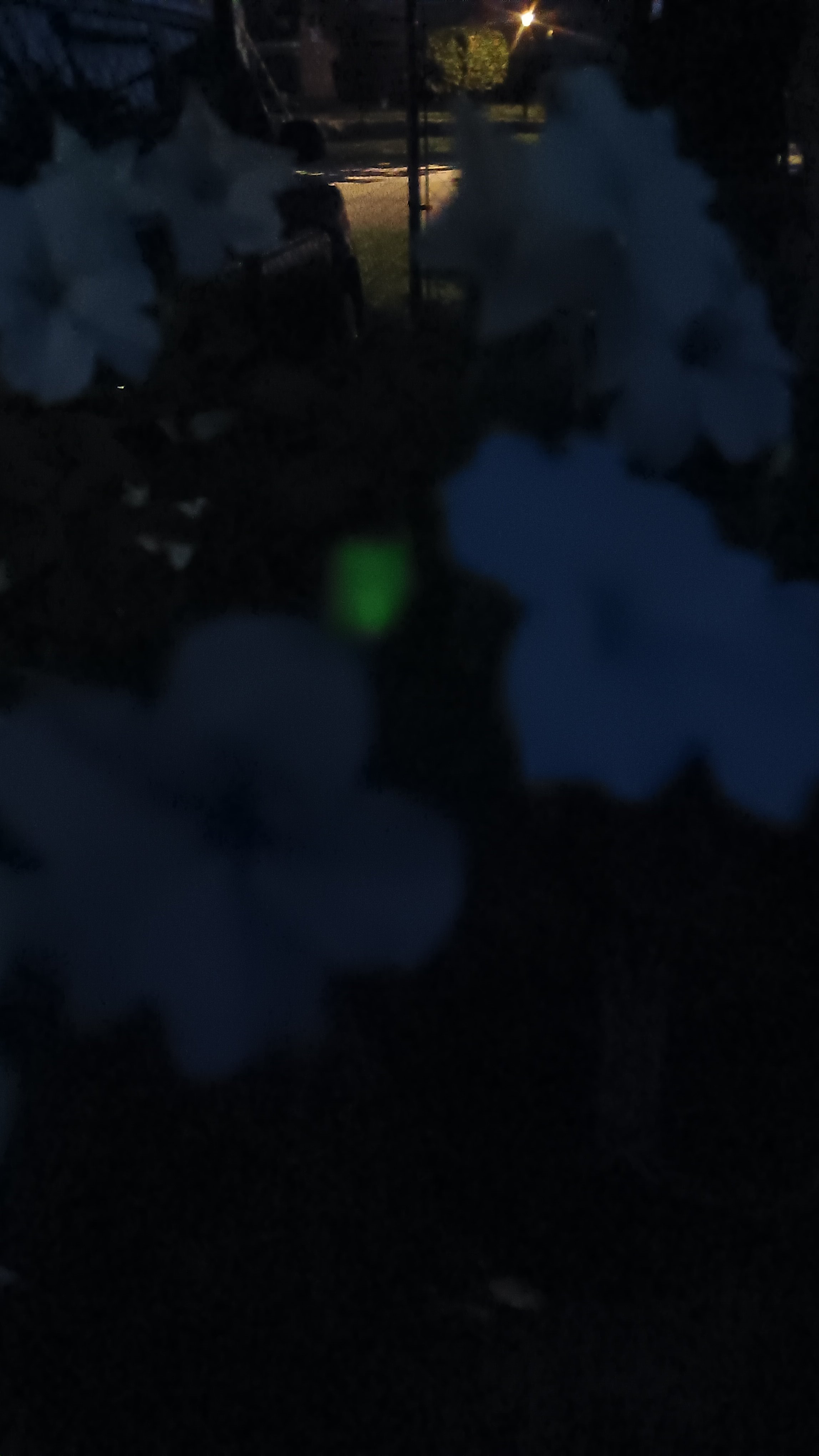 20250801_061300.jpg