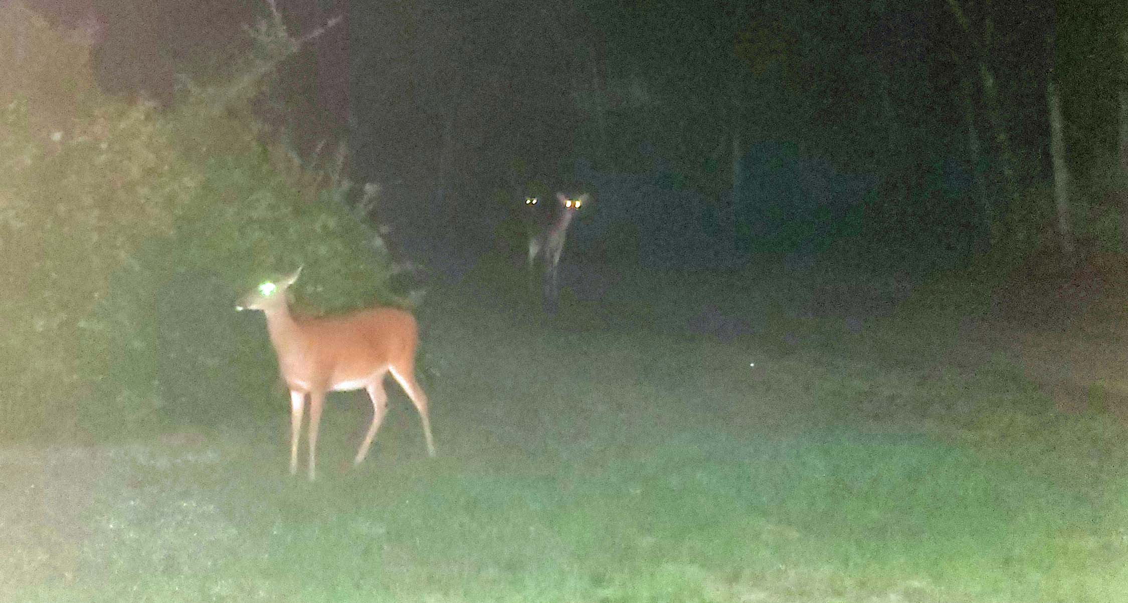 3deer.jpg