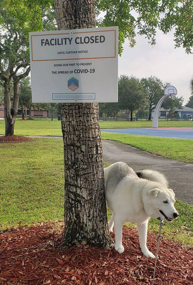 dog covid sign park.jpg
