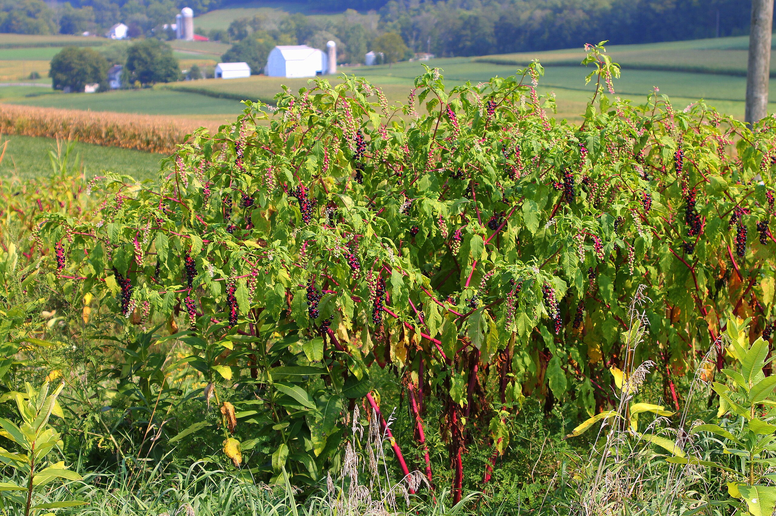 Pokeweed_bush_in_Northumberland_County,_Pennsylvania.JPG