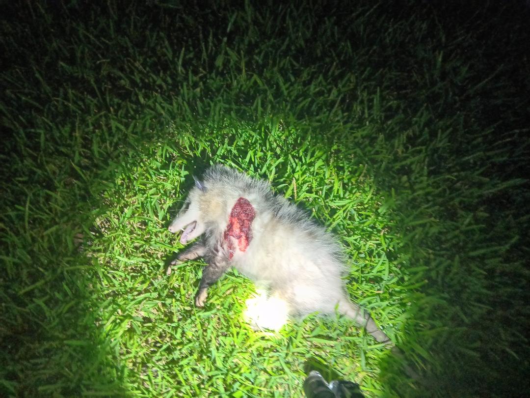 possum.jpg
