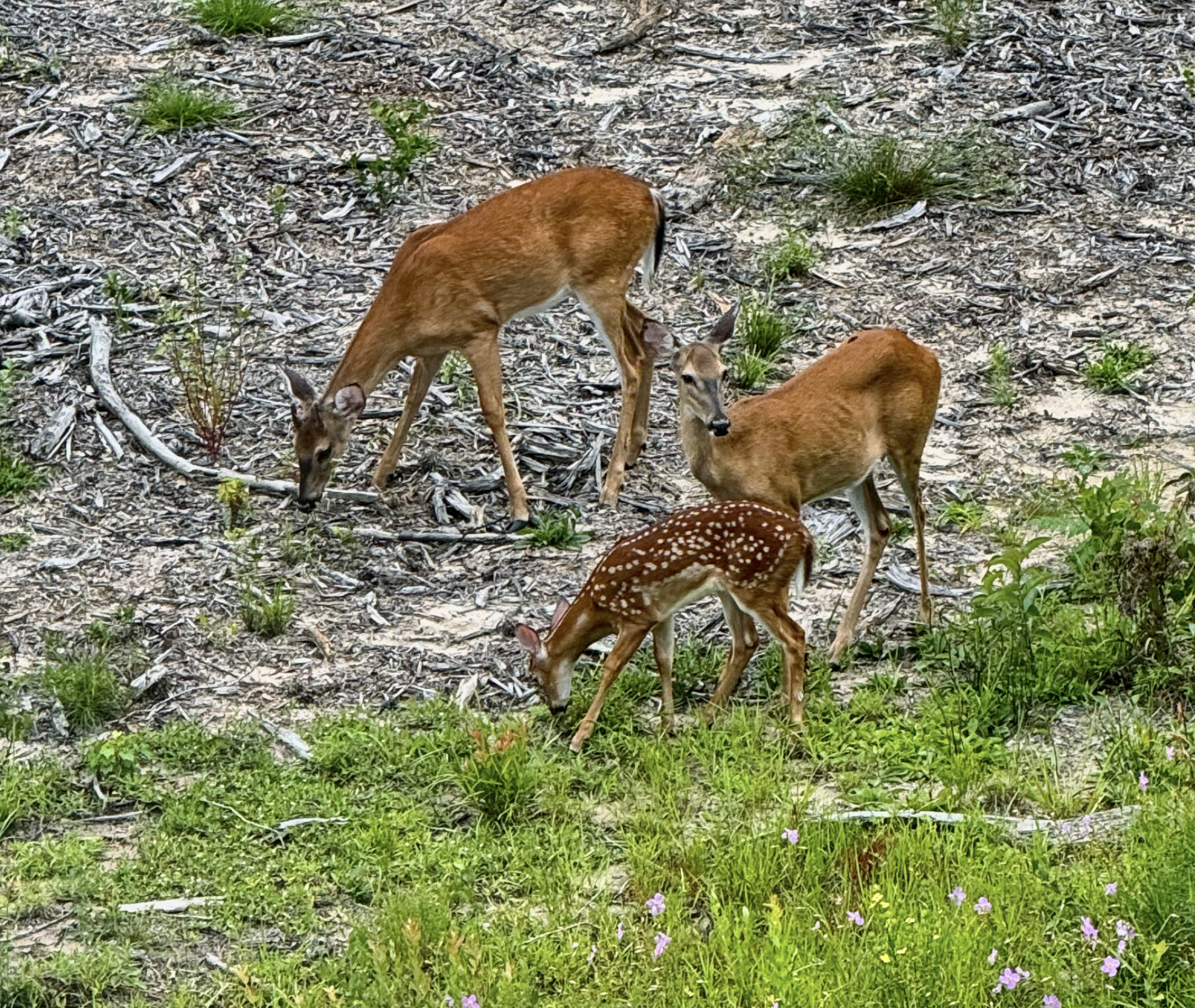 Screenshot 2024-08-13 at 1.28.59 PM.png