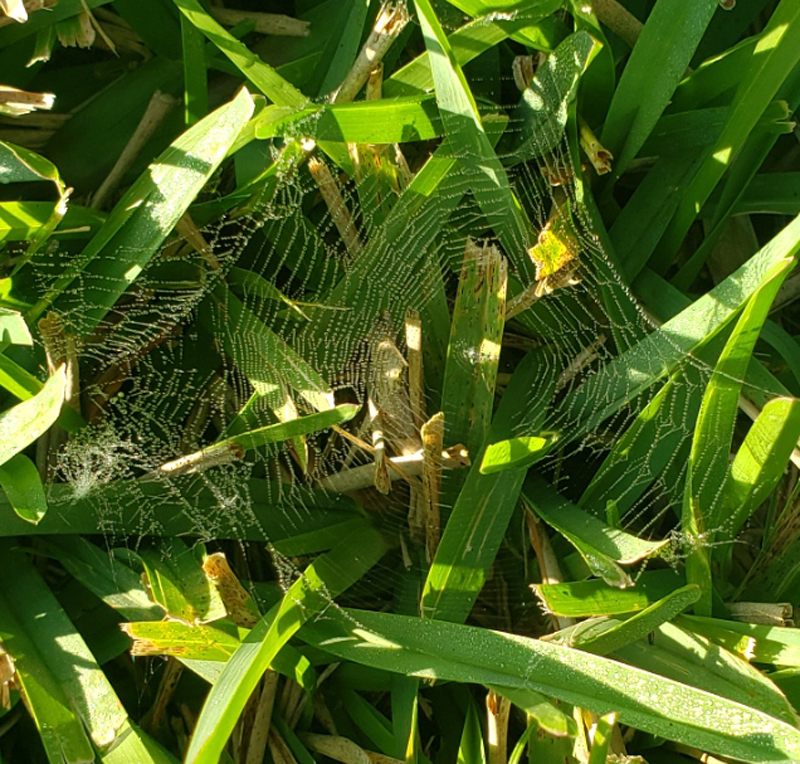 tiny-spider-web-2.jpg