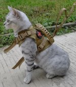 taccat.JPG