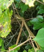 snake1.JPG snake1.JPG
