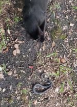 snake2.jpg snake2.jpg