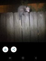 possum.jpg