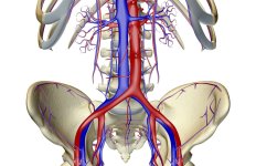 pelvis.jpg