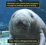 manfarts.png