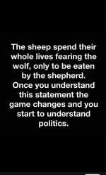 sheep.png