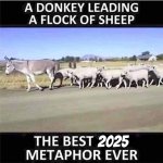 donkeysheeple.jpg