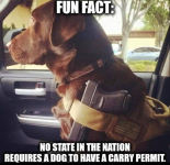 dogcarry.png